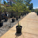 Sargentina Crabapple - Malus sargentii 'Tina' - 15