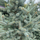 Skinny Blue Genes™ Black Hills Spruce - Picea glauca 'Westervelt' - 20 Gallon Potted Evergreen Tree