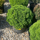 Humpty Dumpty Spruce - Picea glauca - 3