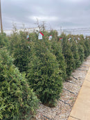 Northern Spire Giant Arborvitae - Thuja plicata - 5-6 Foot Ball & Burlap Tree