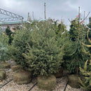 Black Hills Spruce - Picea glauca var. densata - 3-4 Foot Ball & Burlap Evergreen Tree