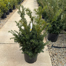 Densiformis Yew - Taxus x media - 5 Gallon Potted Evergreen Shrub