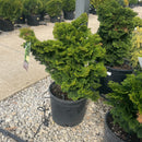 Tempelhof Falsecypress - Chamaecyparis obtusa - 3