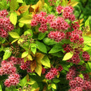 Spirea, Magic Carpet Flowering Shrub, 3 Gallon Container