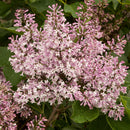 Lilac, Miss Kim Flowering Shrub, 3 Gallon Container