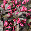 Weigela, Spilled Wine Flowering Shrub, 2 Gallon Container