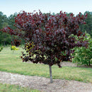 Merlot Redbud Tree, 15 Gal.