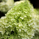 Hydrangea, Limelight Flowering Shrub, 3 Gallon Container