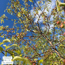 Crabapple Tree - Malus - 1.75" Caliper Ball & Burlap Tree