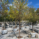 Crabapple Tree - Malus - 1.75" Caliper Ball & Burlap Tree