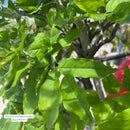 Wisteria Tree, 5 Gal.