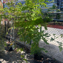 Wisteria Tree, 5 Gal.