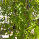 Flame Amur Maple, 15 Gal.