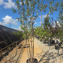 Flame Amur Maple, 7 Gal.
