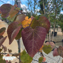 Forest Pansy Redbud Tree, 7 Gal.