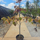 Forest Pansy Redbud Tree, 7 Gal.
