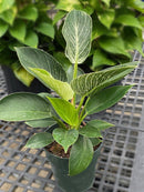 Philodendron Birkin, 6"