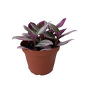 Tradescantia Bubblegum, Live Plant 4" Pot