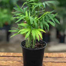 Neanthe Bella Palm, Live Plant 3.5 in. Pot