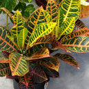 Croton, Petra, 6in