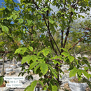 Clump Paperbark Maple - Acer griseum - 6 Foot Ball & Burlap Tree