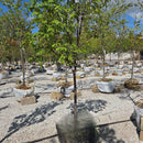 Clump Paperbark Maple - Acer griseum - 6 Foot Ball & Burlap Tree