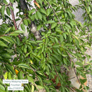 White Fountain Weeping Cherry - Prunus 'White Fountain' - 2" Caliper Ball & Burlap Tree