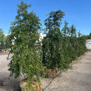 White Fountain Weeping Cherry - Prunus 'White Fountain' - 2" Caliper Ball & Burlap Tree