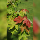 Redpointe® Red Maple - Acer rubrum 'Frank Jr.' - Ball and Burlap - 2" Caliper