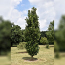 Regal Prince English Oak - Quercus 'Regal Prince' - 2.5" Caliper Ball & Burlap Tree
