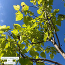 Northern Catalpa - Catalpa speciosa - 2" Caliper Ball & Burlap Tree