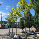 Northern Catalpa - Catalpa speciosa - 2" Caliper Ball & Burlap Tree