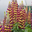 Lupinus, West Country Mannhattan Lights Live Starter Perennial Plant, Quart-Size Pot