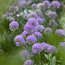 Allium, Millenium Live Starter Ornamental Plant, Quart-Size Pot
