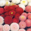 Bellis Perennis, Pomponette Mix Live Starter Perennial Plant, Quart-Size Pot