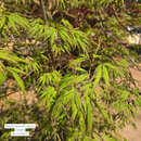 Spring Delight Japanese Maple - Acer palmatum - 15