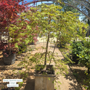 Spring Delight Japanese Maple - Acer palmatum - 15