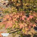 Sango Kaku Japanese Maple Tree, 6 Gal.