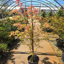 Sango Kaku Japanese Maple Tree, 6 Gal.