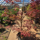 Japanese Bloodgood Maple Tree, 6 Gal.