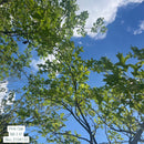 Northern Pin Oak - Quercus ellipsoidalis - 2.5" Caliper Ball & Burlap Tree