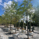 Northern Pin Oak - Quercus ellipsoidalis - 2.5" Caliper Ball & Burlap Tree