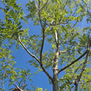 Skyline Honeylocust - Gleditsia triacanthos 'Skycole' - 2" Caliper Ball & Burlap Tree