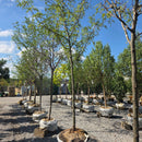 Skyline Honeylocust - Gleditsia triacanthos 'Skycole' - 2" Caliper Ball & Burlap Tree