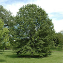 Northern Pin Oak - Quercus ellipsoidalis - 3" Caliper Ball & Burlap Tree