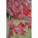 Northern Pin Oak - Quercus ellipsoidalis - 3" Caliper Ball & Burlap Tree