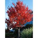 Redpointe® Red Maple - Acer rubrum 'Frank Jr.' - Ball and Burlap - 2.5" Caliper