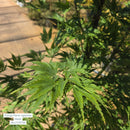 Orange Flame Japanese Maple Tree, 15 Gal.