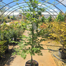 Orange Flame Japanese Maple Tree, 15 Gal.