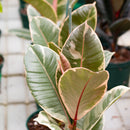 Ficus, Tineke, Live Plant, 6 in. Pot